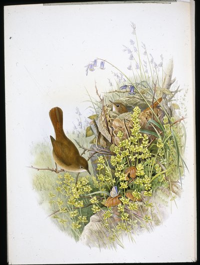 Nightingale (lito ręcznie kolorowane) autorstwa John (after) Gould