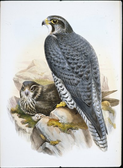 Norweski lub Gyrfalcon Falcon (Falco Gyrfalco) (lito ręcznie kolorowane) autorstwa John (after) Gould