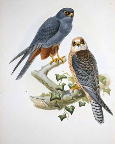 Pomarańczowonogi Hobby (Erythropus Vespertinus) (ręcznie barwiony litho) autorstwa John (after) Gould