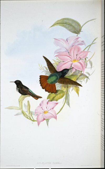 Promień słońca Pameli (Aglaeactis Pamela) (ręcznie barwiony litho) autorstwa John (after) Gould