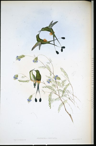 Rakieta peruwiańska (Spathura Peruana) (lito ręcznie kolorowane) autorstwa John (after) Gould