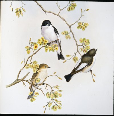 Muchołówka żałobna (Muscicapa Atricapilla) (lito ręcznie kolorowane) autorstwa John (after) Gould