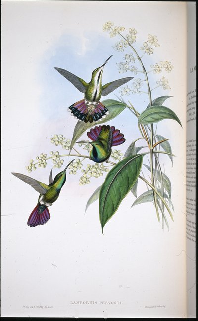 Mango Prevota (Lampornis Prevosti) (ręcznie barwiony lito) autorstwa John (after) Gould