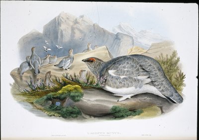 Pardwa (Ptarmigan) (Lagopus Mutus) (ręcznie barwiona lito) autorstwa John (after) Gould