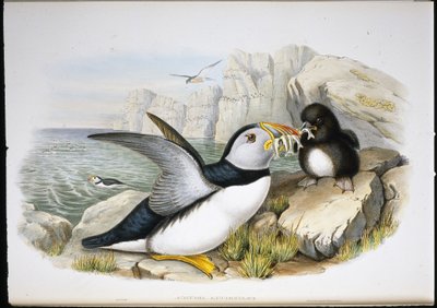 Maskonur (Fratercula Arctica) (ręcznie barwiony litho) autorstwa John (after) Gould