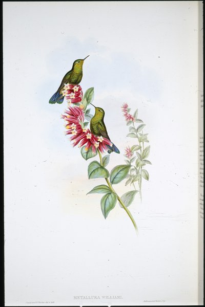 Fioletowy ogon (Metallura Williami) (ręcznie barwiony litho) autorstwa John (after) Gould