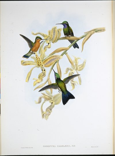 Koliber purpurowoszyi (Oreopyra Calolaema) (ręcznie barwiony litho) autorstwa John (after) Gould