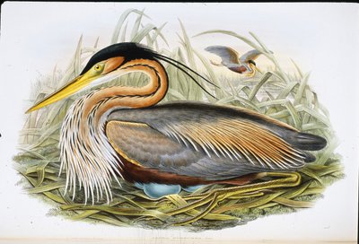 Czapla purpurowa (Ardea Purpurea) (ręcznie kolorowana litho) autorstwa John (after) Gould