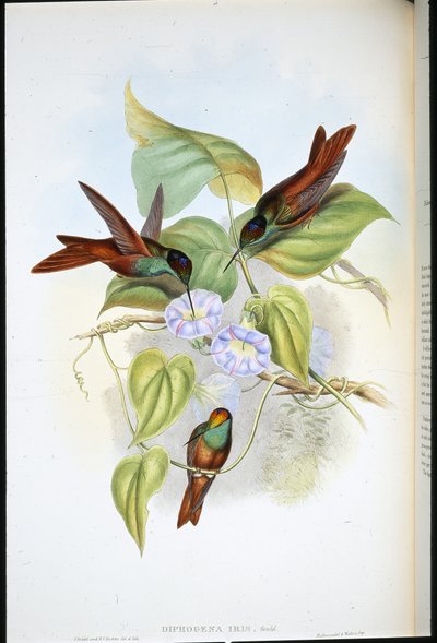 Tęcza (Diphogena Iris) (lito ręcznie kolorowane) autorstwa John (after) Gould