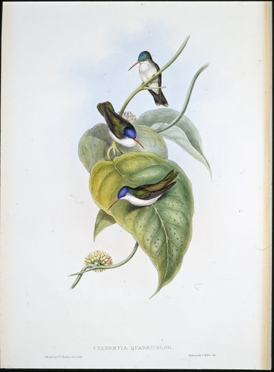 Błękitnodzioby (Cyanomyia Quadricolor) (ręcznie barwiony litho) autorstwa John (after) Gould