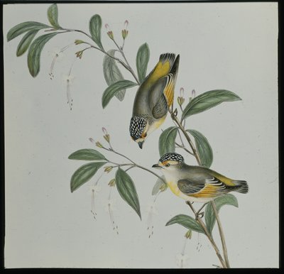 Pardalote czerwonolistny (pardalotus rubricatus) (ręcznie barwiony lito) autorstwa John (after) Gould