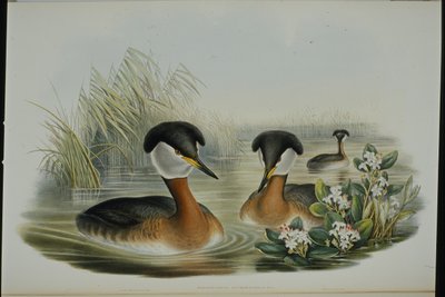 perkoz rdzawoszyi (Podiceps Rubricollis) (ręcznie barwiony litho) autorstwa John (after) Gould