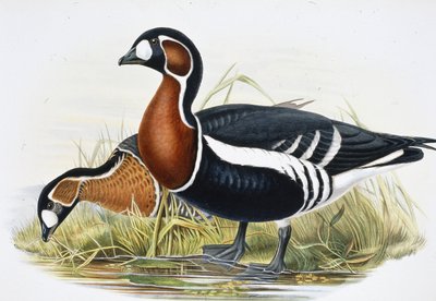 Gęś czerwona (Bernicla Ruficollis (ręcznie barwiona litho) autorstwa John (after) Gould