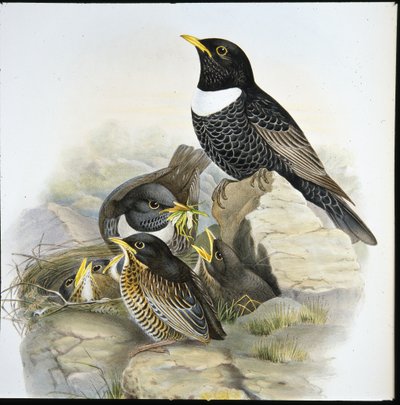 Ring Ouzel (Mer Ulatorquata) (ręcznie kolorowana lito) autorstwa John (after) Gould
