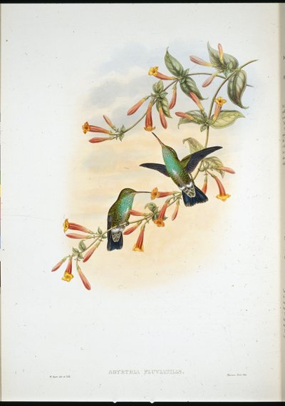 Riverine Emerald (Agyrtria Fluviatilis) (lito ręcznie kolorowane) autorstwa John (after) Gould