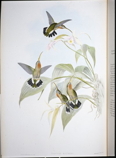 Pustelnik Ruckera (Glaucis Ruckeri) (ręcznie barwiony lito) autorstwa John (after) Gould