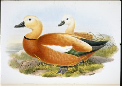 Ruddy Shelldrake (członkowie ręcznie kolorowani) autorstwa John (after) Gould