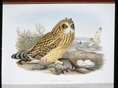SOWA KRÓTKOUSZA (Brachyotus Palustris) (ręcznie kolorowana lito) autorstwa John (after) Gould