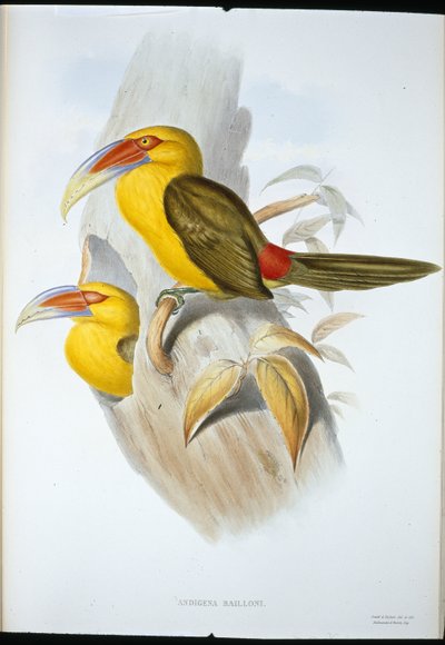 Tukan górski w kolorze szafranu (Andigena Bailloni) (lito ręcznie kolorowane) autorstwa John (after) Gould