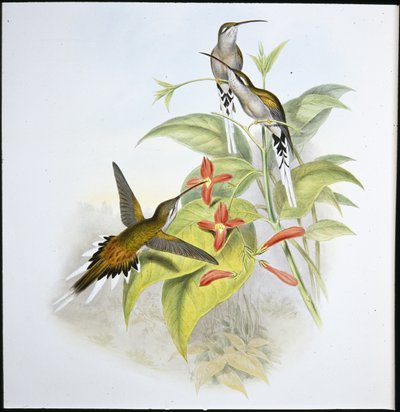 Pustelnik Salle (Phaethorn Augustus) (ręcznie barwiony lito) autorstwa John (after) Gould