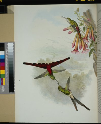 Kometa Sappho (cometes sparganurus) (litografia ręcznie kolorowana) autorstwa John (after) Gould