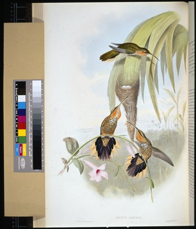 Pistolet (grypus naevius) (ręcznie barwiony litho) autorstwa John (after) Gould
