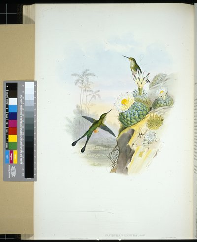 Spathura scissiura (spathura scissiura) (ręcznie kolorowana litho) autorstwa John (after) Gould