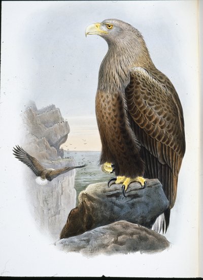 Orzeł morski (Haliaetus Albicilla) (lito ręcznie kolorowane) autorstwa John (after) Gould