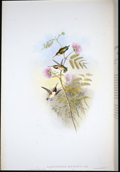 Wood-star krótkoogoniasty (Calothorax Micrurus) (ręcznie barwiony litho) autorstwa John (after) Gould