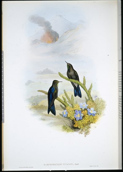 Południowodziób ciernisty (Ramphomicron Vulcani) (ręcznie barwiony lito) autorstwa John (after) Gould