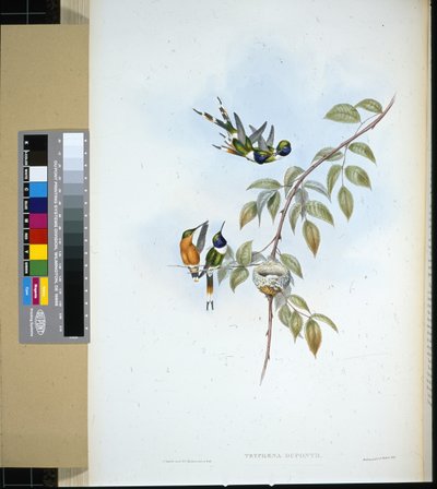 Błyszczący ogon (tryphaena dupontii) (ręcznie barwiony litho) autorstwa John (after) Gould