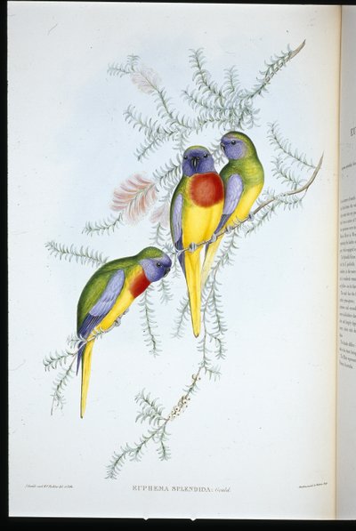 Splendid Grass Parakeet (eufema splendida) (lito ręcznie kolorowane) autorstwa John (after) Gould