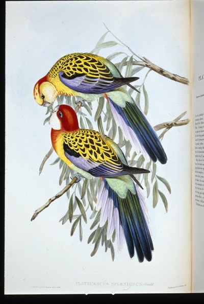 Splendid Parakeet (Splendid Palatycercus) (lito ręcznie kolorowane) autorstwa John (after) Gould