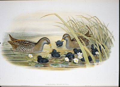 Kropka cętkowana (Porzana Maruetta) (lito ręcznie kolorowane) autorstwa John (after) Gould