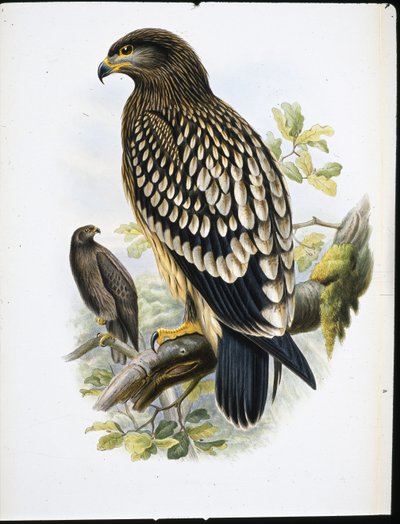 Orlik cętkowany (Aquila Naevia) (lito ręcznie kolorowane) autorstwa John (after) Gould