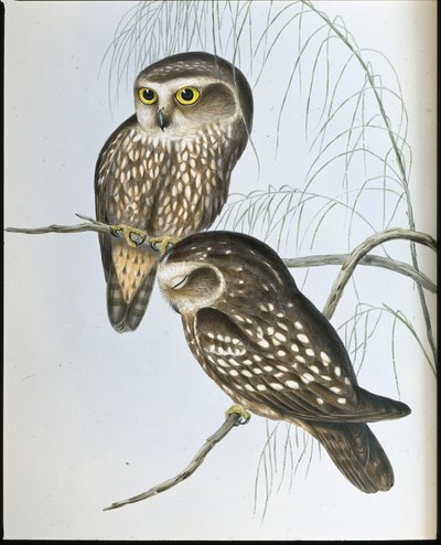 Sowa cętkowana (Athene Maculata) (lito ręcznie kolorowane) autorstwa John (after) Gould