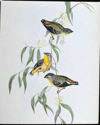 Pardalota cętkowana (Pardalotus Punctatus) (lito ręcznie kolorowane) autorstwa John (after) Gould