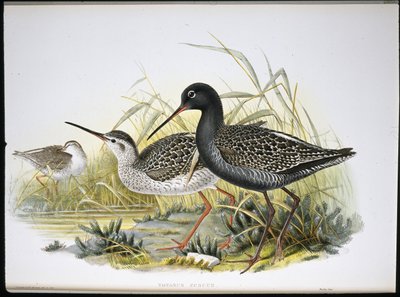 Krwawy krwawodziób (Totanus Fuscus) (ręcznie barwiony litho) autorstwa John (after) Gould