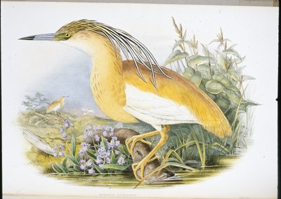 Squacco Heron (Buphus Comatus) (ręcznie kolorowana lito) autorstwa John (after) Gould