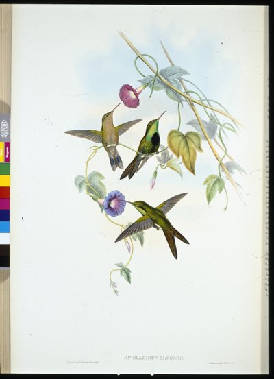 Koliber św. Domingo (Sporadinus Elegans) autorstwa John (after) Gould