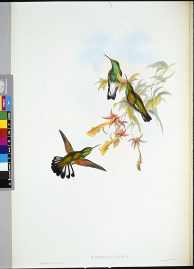 Koliber pręgowany (Eupherusa Eximia) (ręcznie barwiony litho) autorstwa John (after) Gould