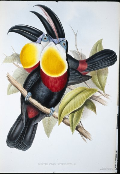Tukan Siarkowo-Biały (Ramphastos Vitellinus) (ręcznie barwiony lito) autorstwa John (after) Gould
