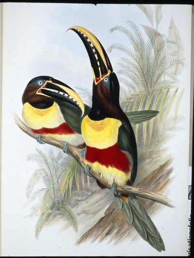 Tukan Siarkowo-Biały (Ramphastos Vitellinus) (ręcznie barwiony lito) autorstwa John (after) Gould