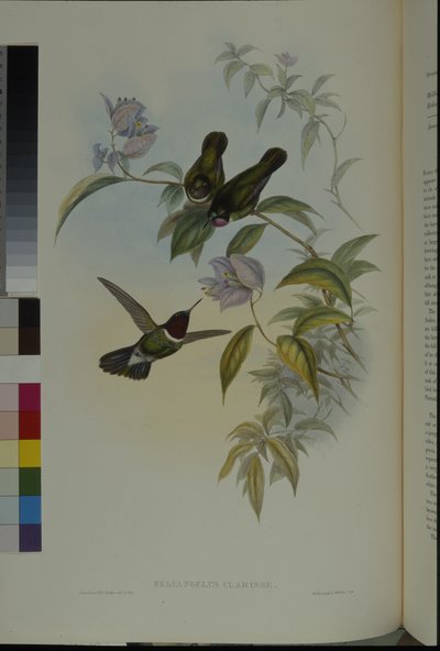 Anioł Słońca (Heliangelus Clarisse) (lito ręcznie kolorowane) autorstwa John (after) Gould