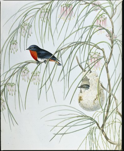 Swallow Dicaeum (figurki ręcznie kolorowane) autorstwa John (after) Gould