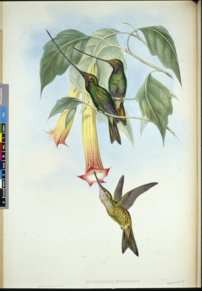 Dziób mieczowy (Docimastes Ensiferus) (ręcznie barwiony lito) autorstwa John (after) Gould