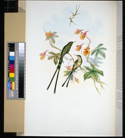 Woźnica pociągu (lesbia eucharis) (lito ręcznie kolorowane) autorstwa John (after) Gould