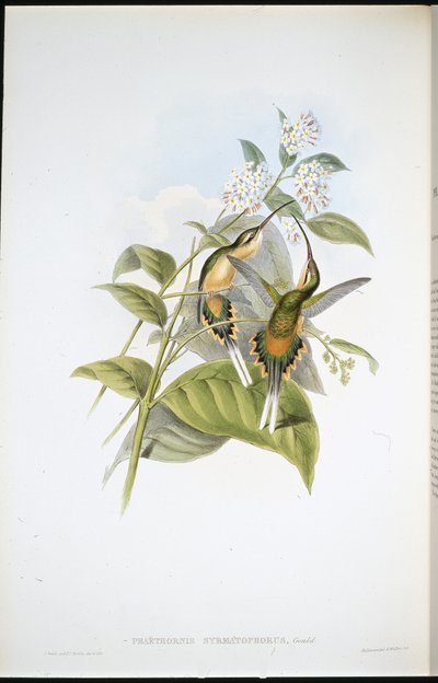 Pustelnik niosący pociąg (Phaethornis Syrmatophorus) (ręcznie barwiony lito) autorstwa John (after) Gould