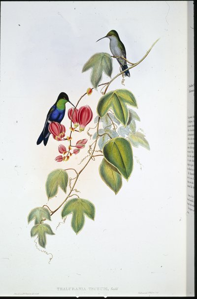 Panoplity Tschudiego (Thalurania Tschudi) (lito ręcznie kolorowane) autorstwa John (after) Gould