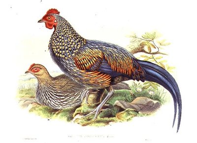 Dwa azjatyckie bażanty (Gallus Sonneratii) rytowane przez artystę i Williama Harta (1823-1894) (lito) autorstwa John (after) Gould